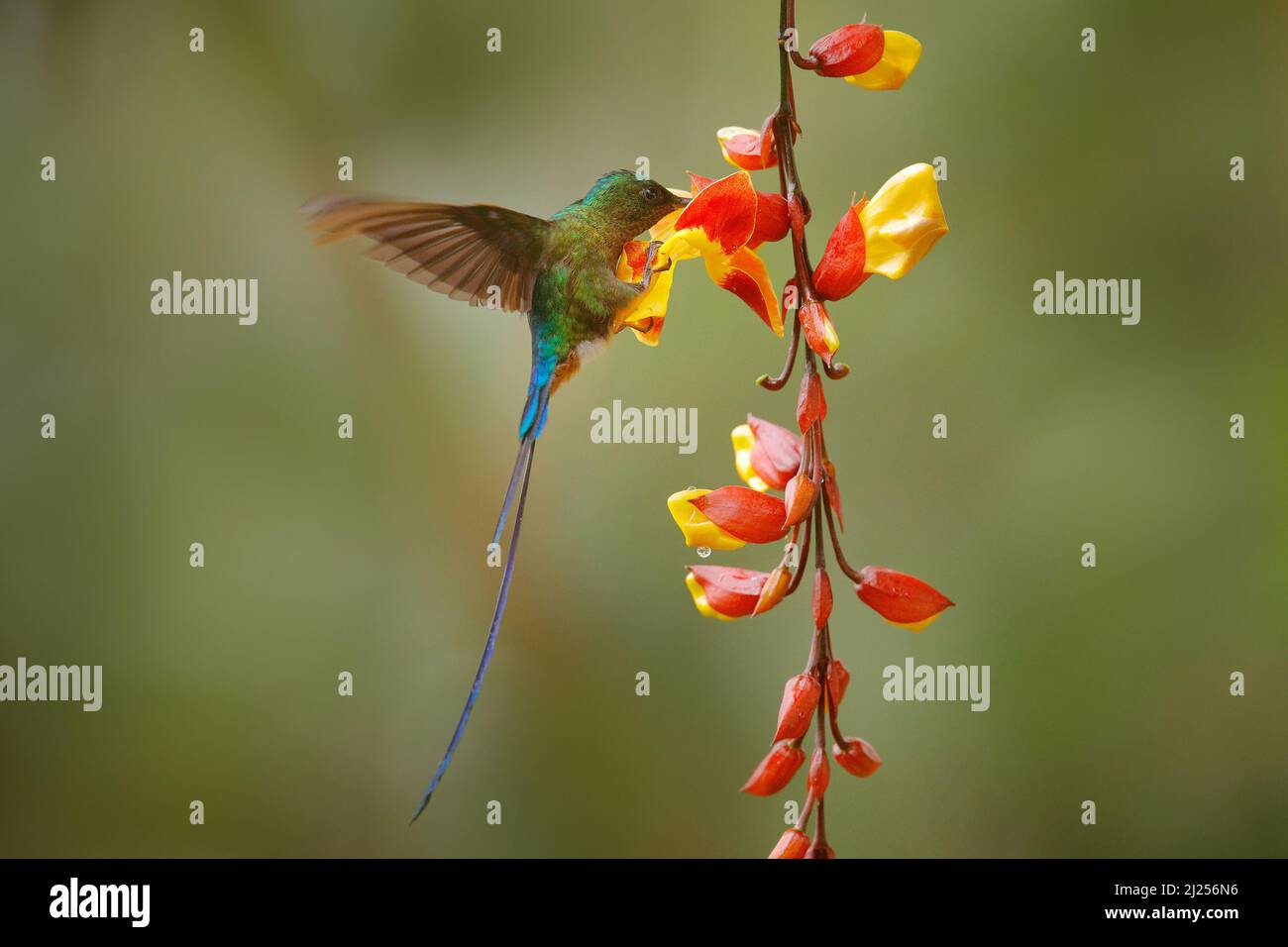 Tropic wildlife. Wild nature bird. Hummingbird Long-tailed Sylph, Aglaiocercus kingi with orange yellow flower. Hummingbird from Ecuador in the bloom Stock Photo