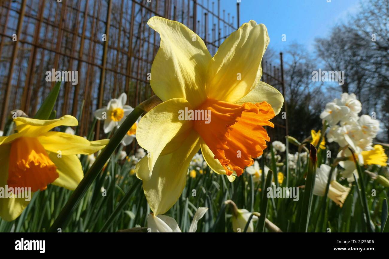 A mixture of several sorts of daffodils. In the background a rusted fence. Stock Photo