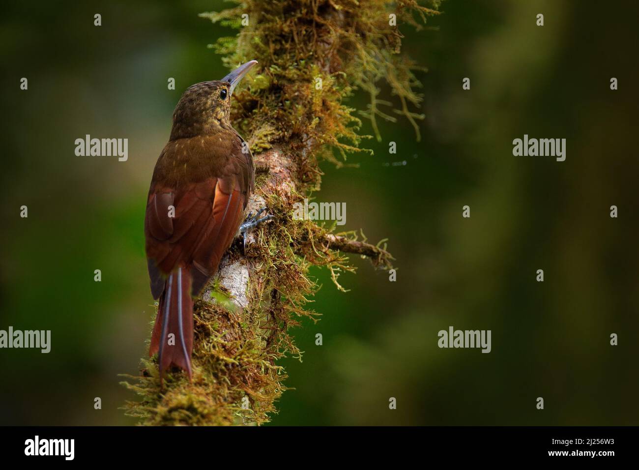 Spotted woodcreeper, Xiphorhynchus erythropygius, wild bird in the forest habitat. Wildlife scene from nature, birdwatching Ecuador, South America. Bi Stock Photo