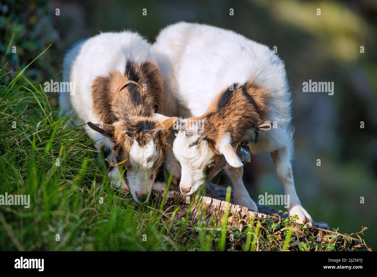 Two little goats are feeding Stock Photo