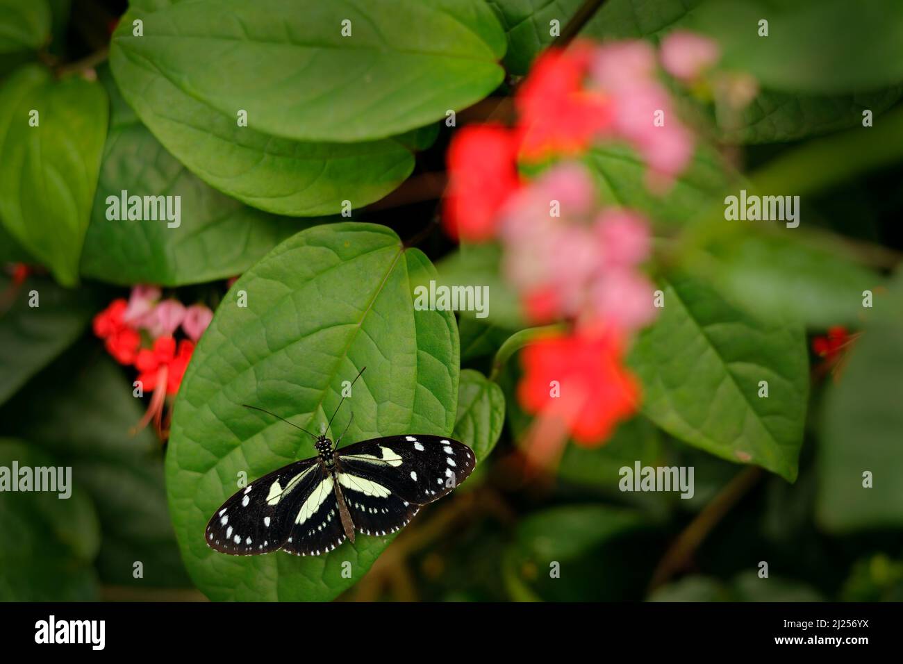 Heliconius atthis, the false zebra longwing Stock Photo