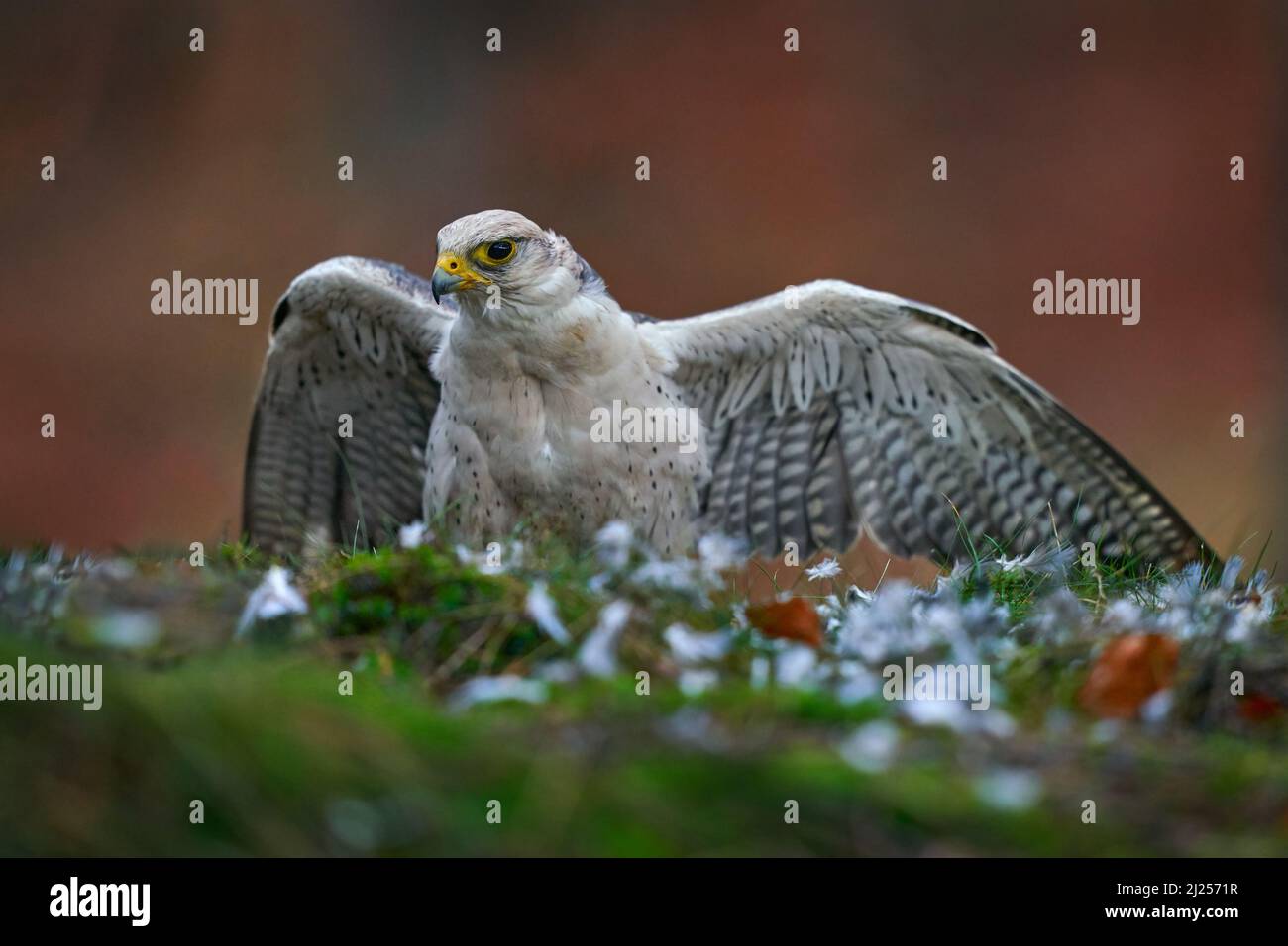 Wildlife, bird feeding behavior. Lanner Falcon, Falco biarmicus, rare