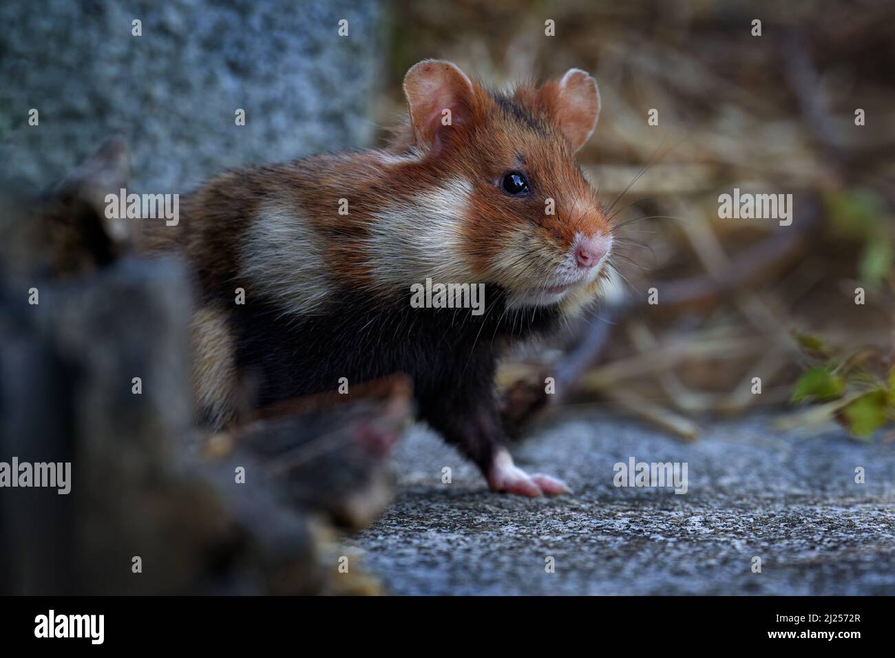 European hamster, Cricetus cricetus, in meadow grass, Vienna, Austria ...