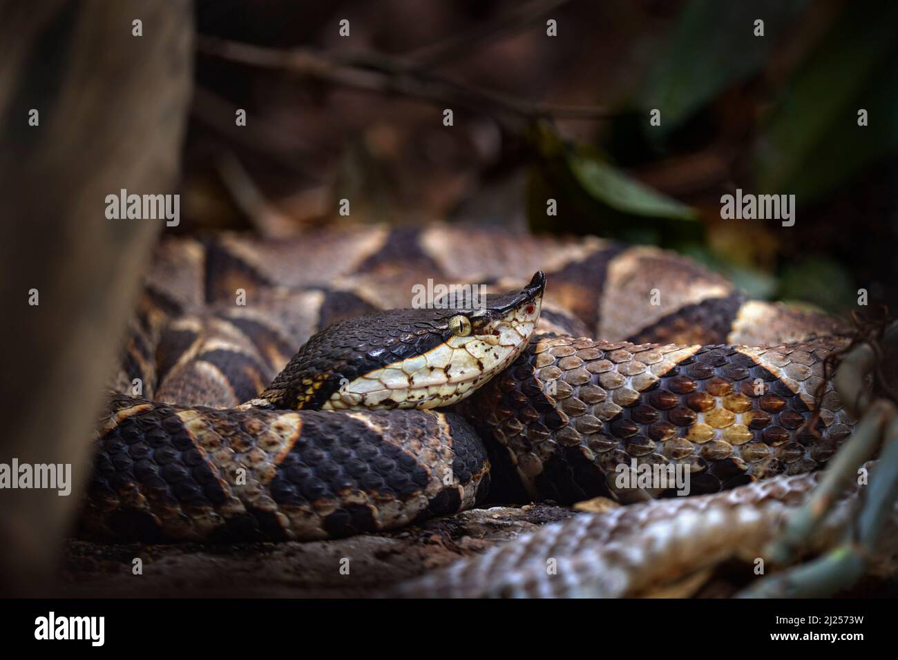 Sharp-nosed Pit Viper, Chinese Moccasin, Deinagkistrodon acutus, venomous snake viper species, D. acutus, endemic to Southeast Asia, Animal from Thail Stock Photo