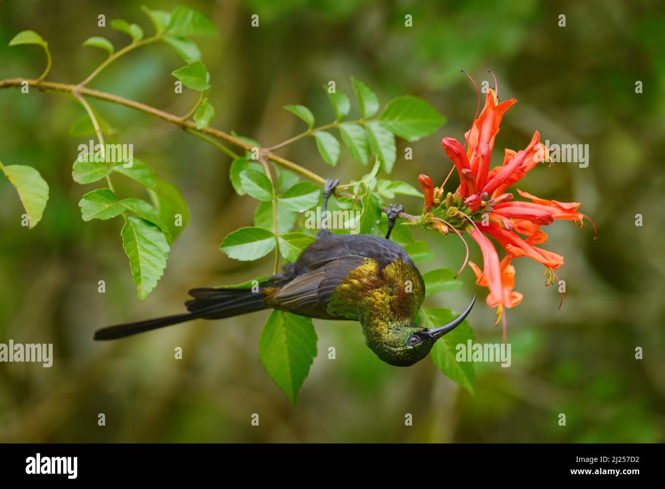 Bronzy sunbird, Nectarinia kilimensis,bird in the green vegetation, Uganda. Africa sunbird sitting on the branch.  Green, yellow, red bird in the natu Stock Photo