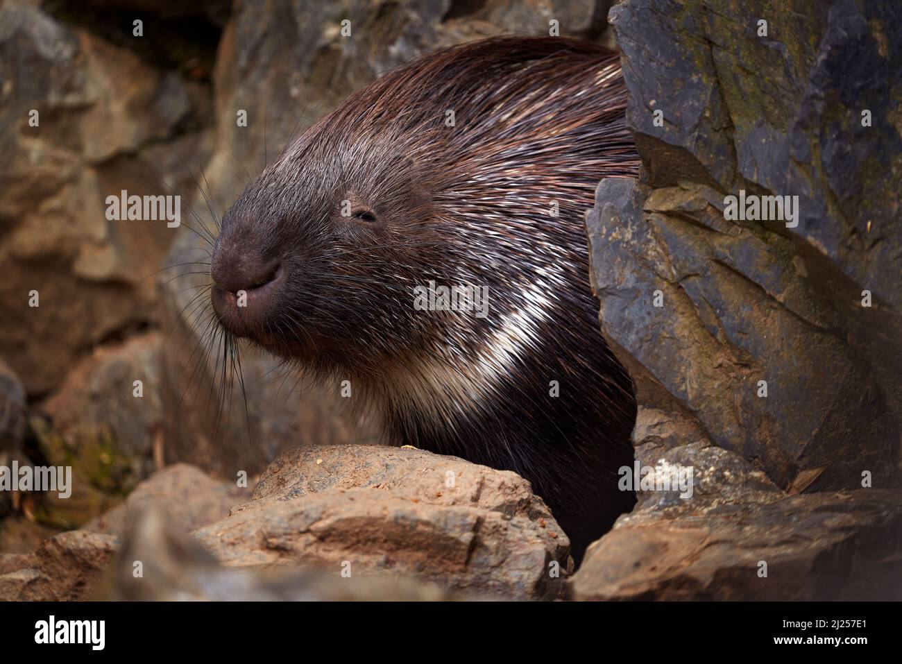 Indian crested porcupime, Hystrix indica, in the nature rock habitat. cute animal in nature, India in Asia. Prickle quill black animal. Cute mammal in Stock Photo