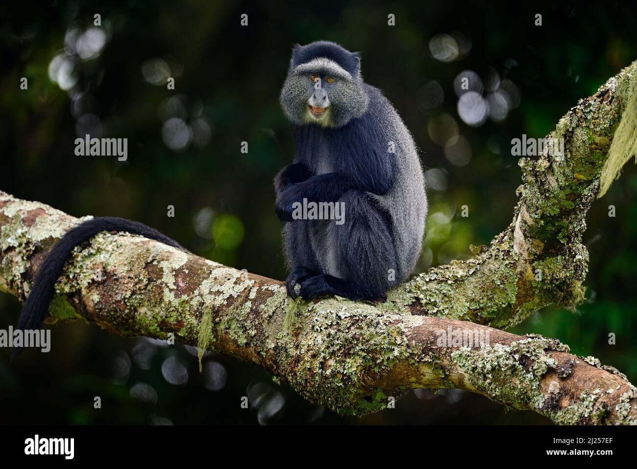 Blue Diademed Monkey Cercopithecus Mitis Sitting On Tree In The blue-diademed-monkey-cercopithecus-mitis-sitting-on-tree-in-the