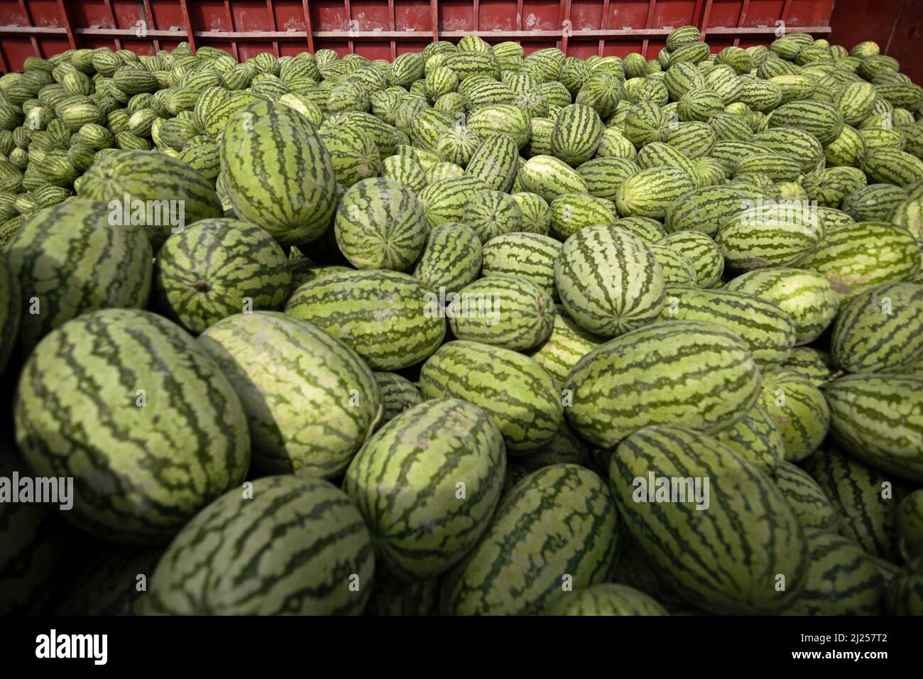 Large watermelons hi-res stock photography and images - Page 8 - Alamy