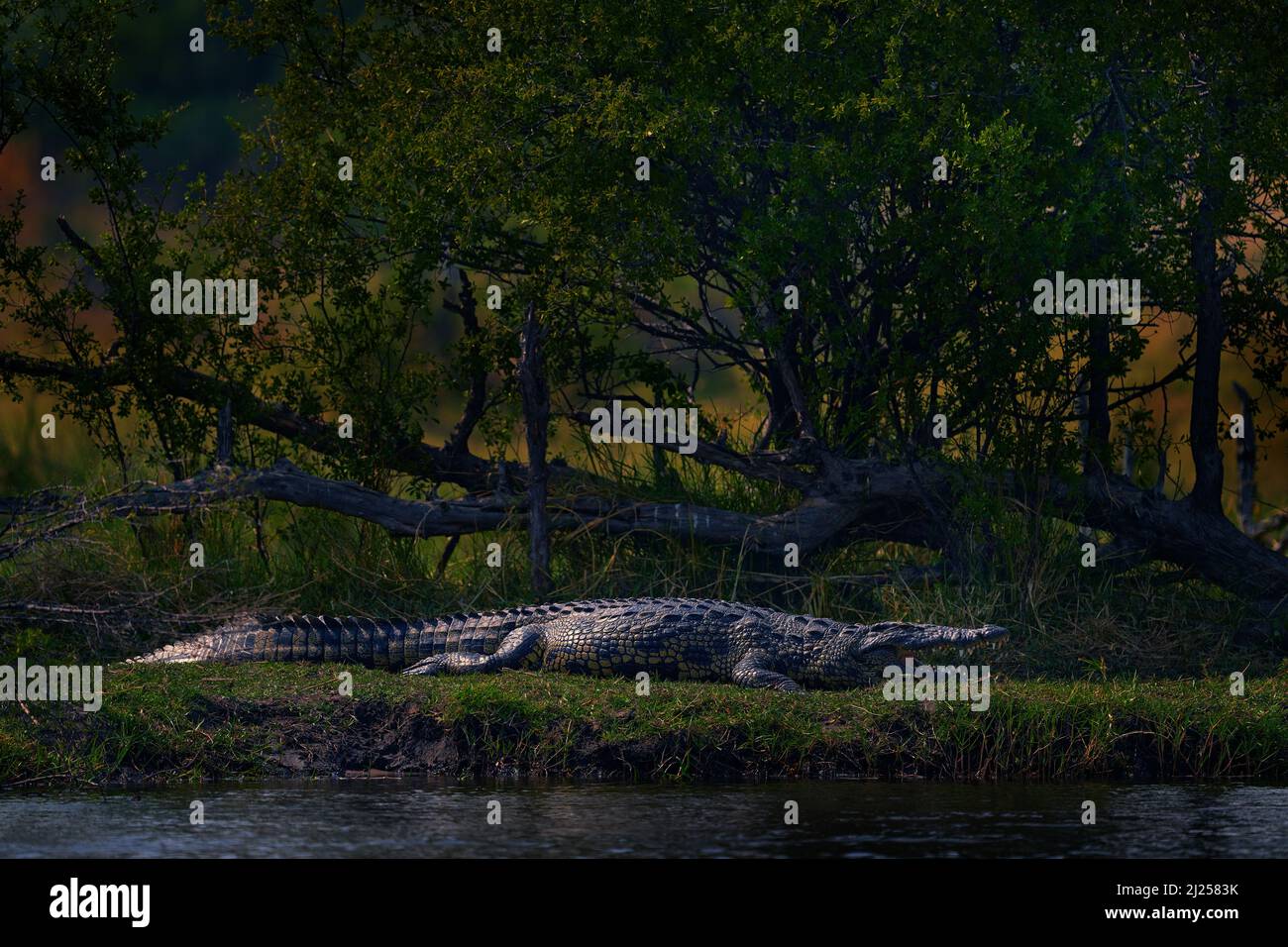 Crocodile in the river bank, Khwai, Moremi in Botswna. Nile crocodile, Crocodylus niloticus, with open muzzle, in the river bank, Okavango delta, Bots Stock Photo