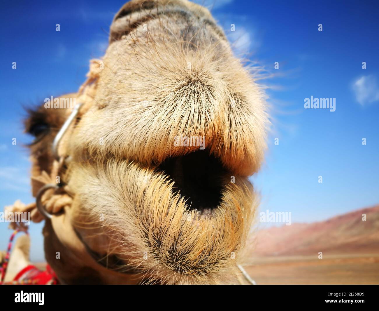 A camel in the desert smiles at the camera Stock Photo Alamy