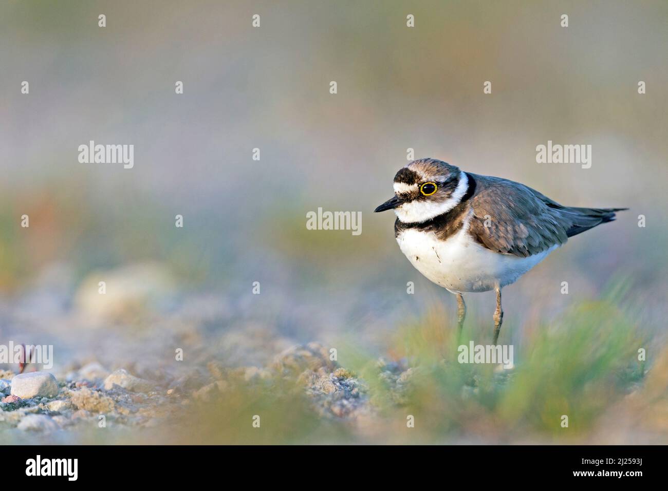 Little Ringed Plover (Charadrius dubius) in typical breeding habitat. Germany Stock Photo