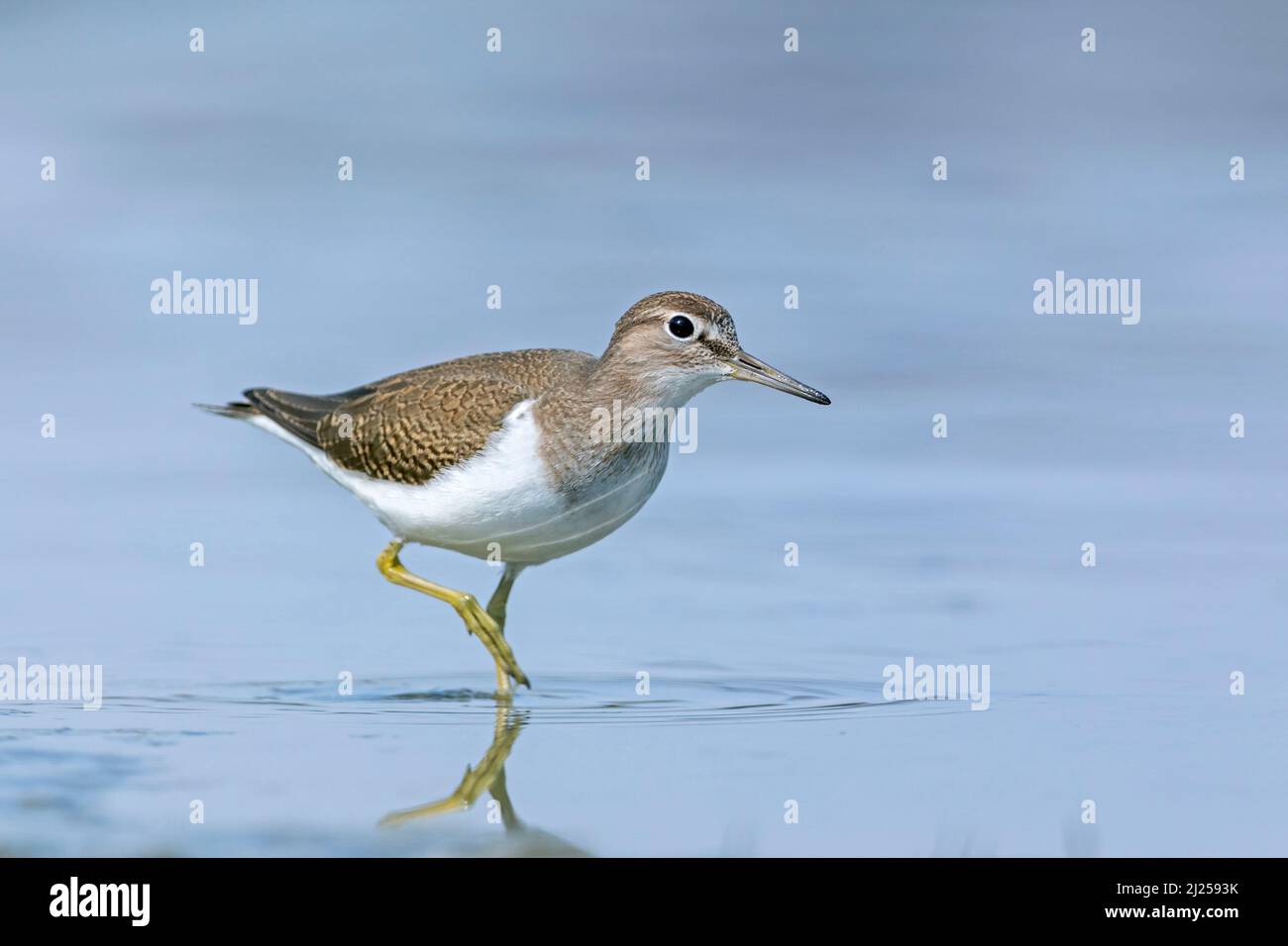 Concentrated a Common Sandpiper (Actitis hypoleucos) searches for food on a riverbank Germany Stock Photo