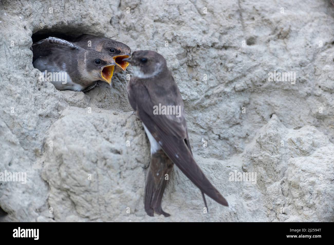 Sand martin (Riparia riparia). Despite feeding, the young birds continue to beg for food. Germany Stock Photo
