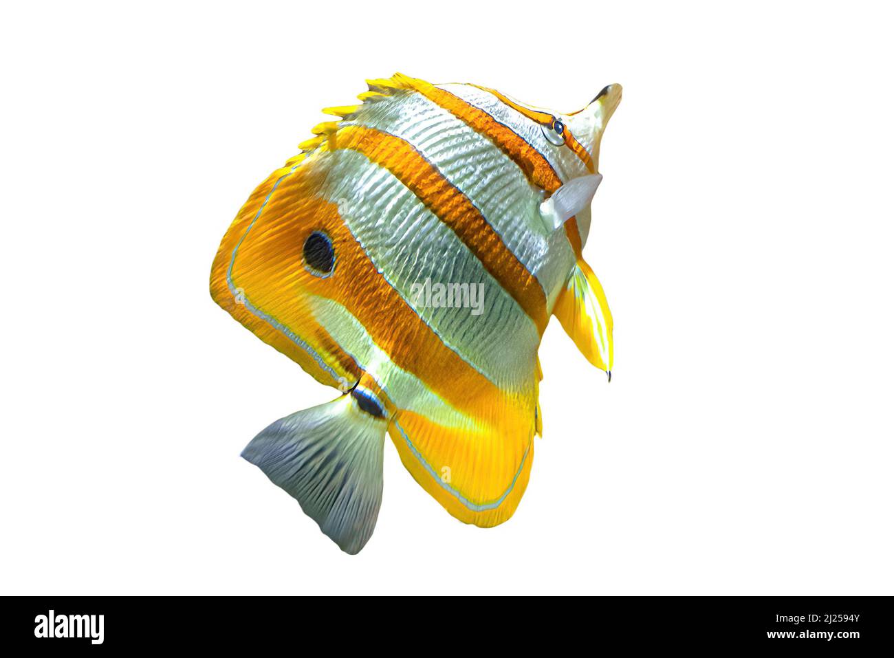 Copperband butterflyfish or beaked coral fish isolated on white. Chelmon rostratus species of butterflyfish belonging to family Chaetodontidae. Living Stock Photo