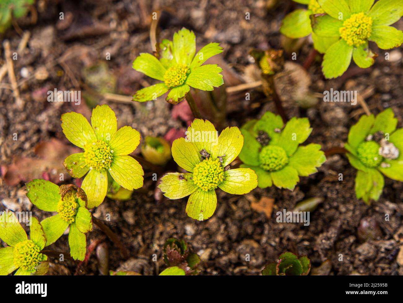 Hacquetia epipactis flowering in Pruhonice, Czech Republic on March 29, 2022.  (CTK Photo/Libor Sojka) Stock Photo