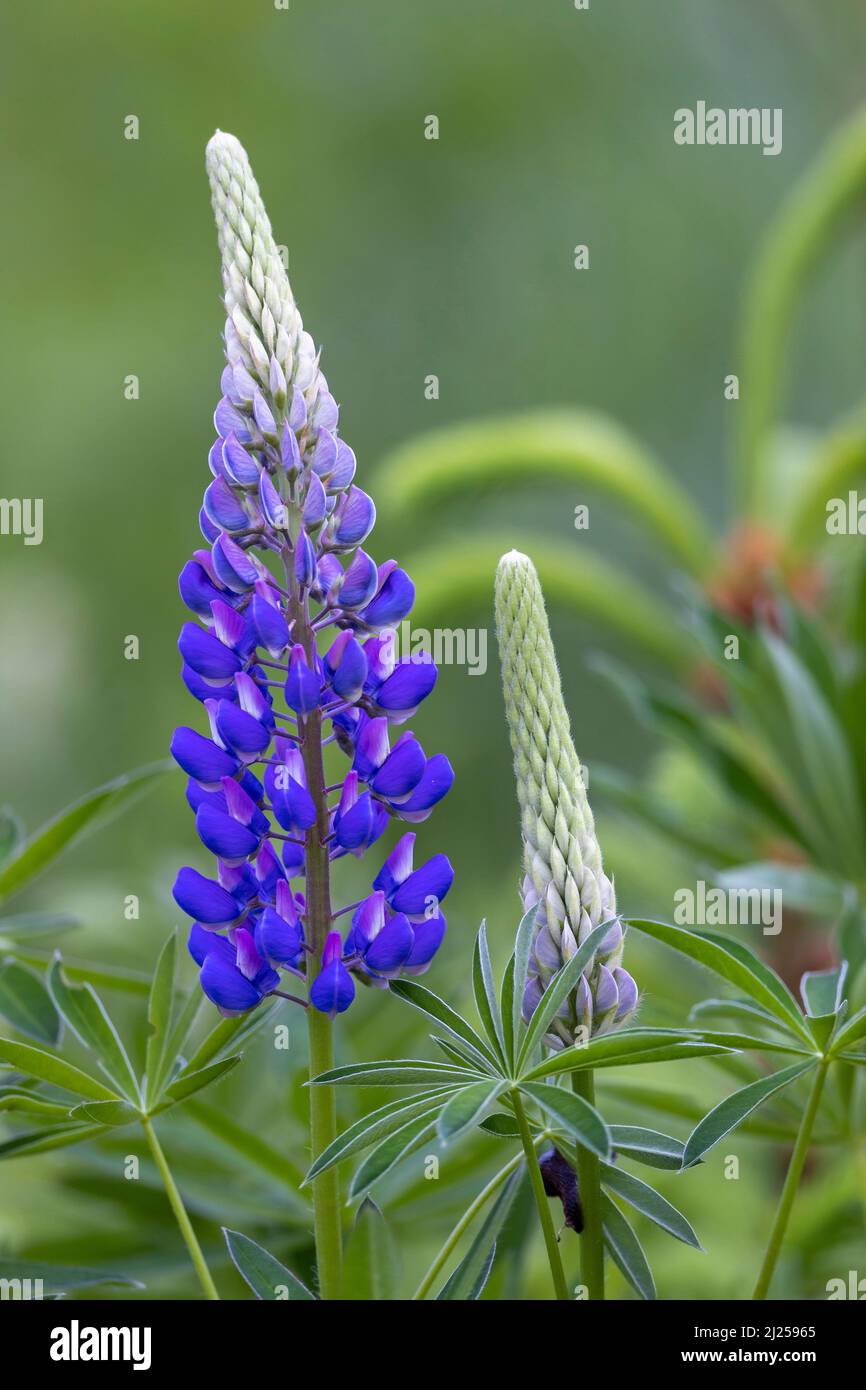 Large-leaved Lupin (Lupinus polyphyllus), blue flowers. Germany Stock Photo