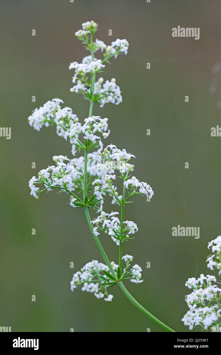 White Bedstraw (Galium album) flowering. Germany Stock Photo