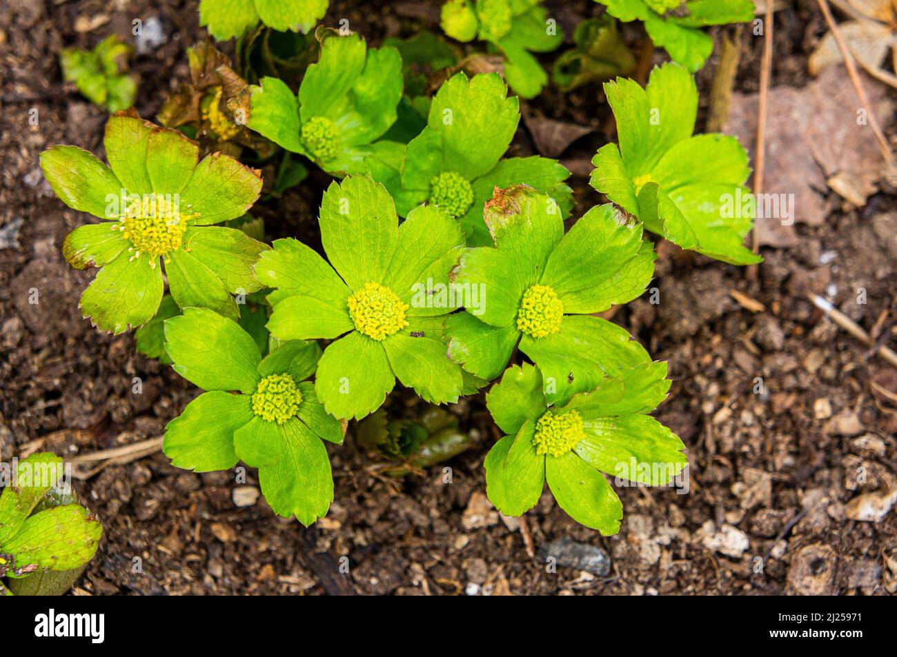 Hacquetia epipactis flowering in Pruhonice, Czech Republic on March 29, 2022.  (CTK Photo/Libor Sojka) Stock Photo