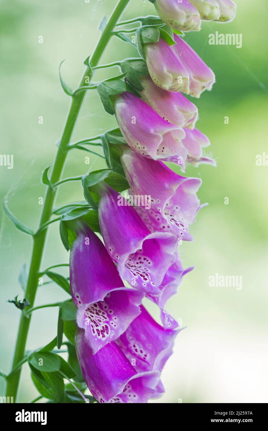 Common Foxglove (Digitalis purpurea), flowering plant. Germany Stock Photo