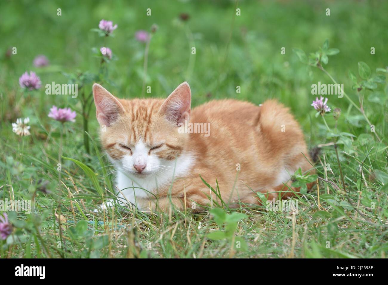 Domestic cat. Redtabby kitten with white patches lying in grass while dozing. Germany Stock