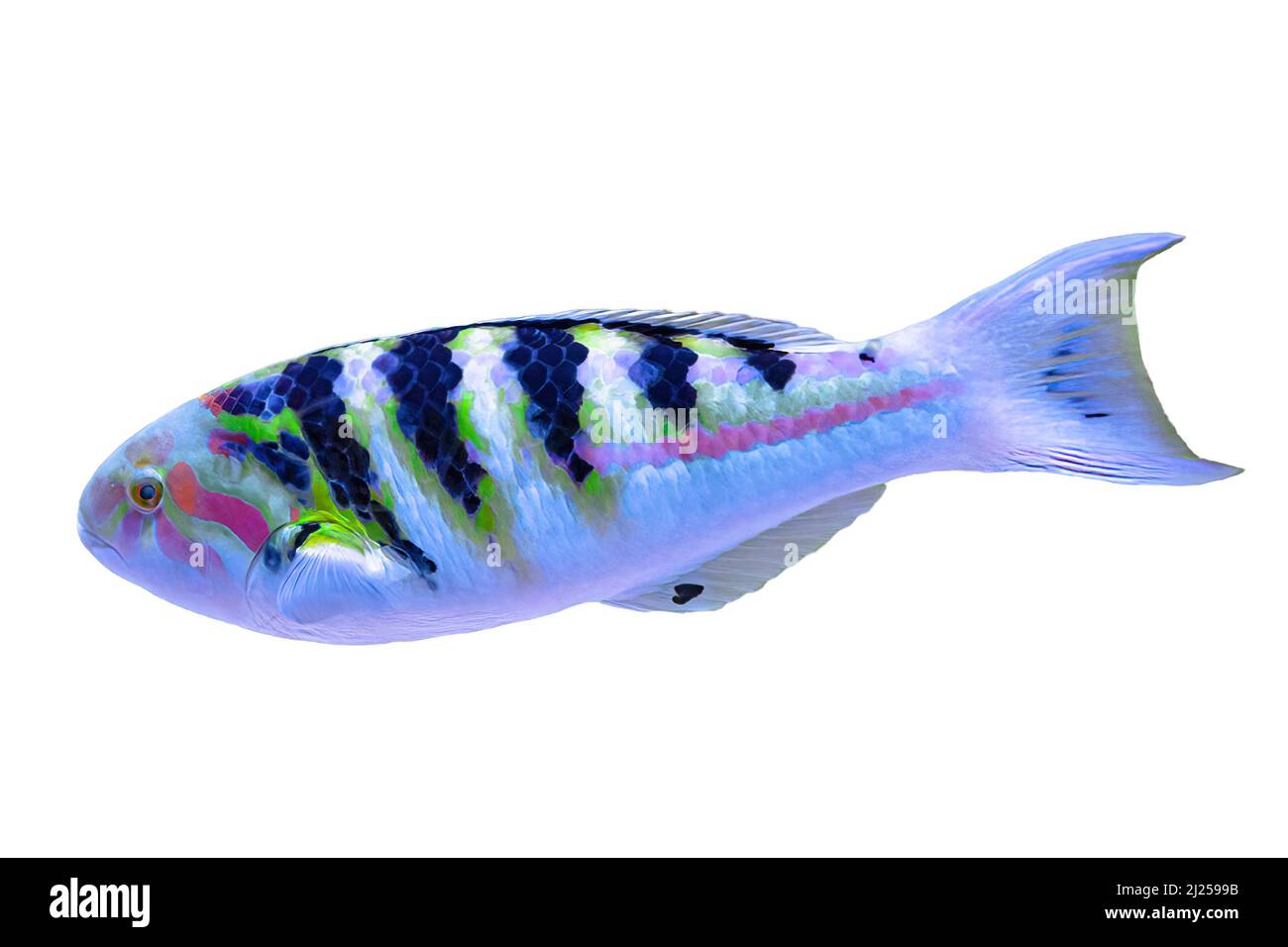 Sixbar wrasse or six-banded wrasse from Indo-Pacific ocean on white. Thalassoma hardwicke living in Indian and Pacific Oceans, Great Barrier of Stock Photo