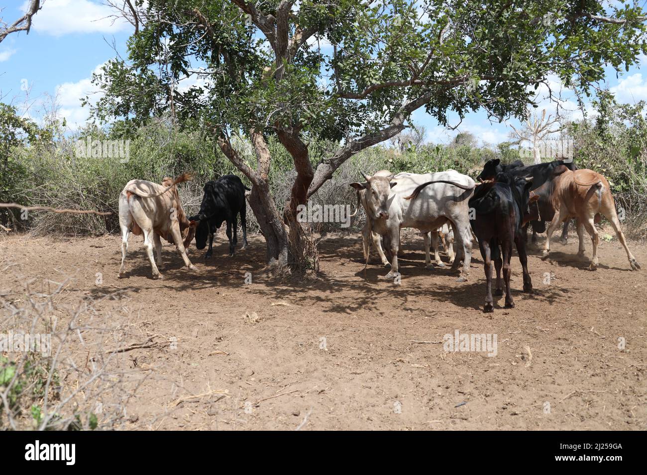 (220330) -- KILIFI, March 30, 2022 (Xinhua) -- The only eight remaining cows in Caroline's home are seen in Kidemu sub-location in Kilifi County, Kenya, March 23, 2022. Scattered on the five-acre farm in Bandari village, Kidemu sub-location in Kenya's coastal Kilifi County, were withered maize crops. Adam Ndamunga, an officer with Kenya National Drought Management Authority (NDMA) in Kilifi, said the drought situation in the region started in August 2021 and has been progressing due to inadequate rains. The United Nations relief agency said the Horn of Africa is experiencing one of its Stock Photo