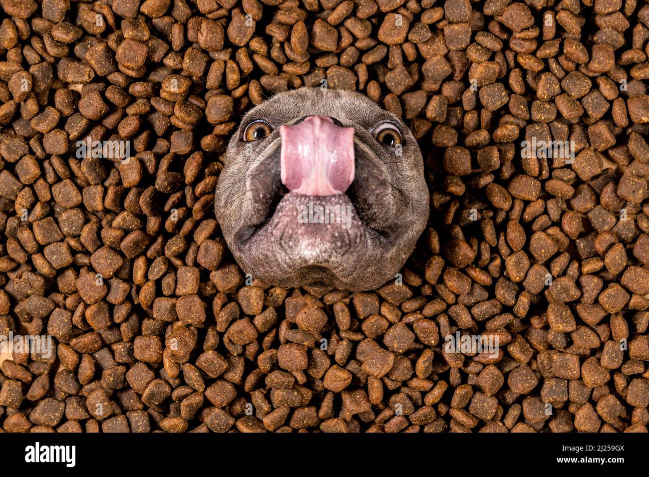 Happy French Bulldog swims in a sea of dog food - pedigree diet Stock Photo