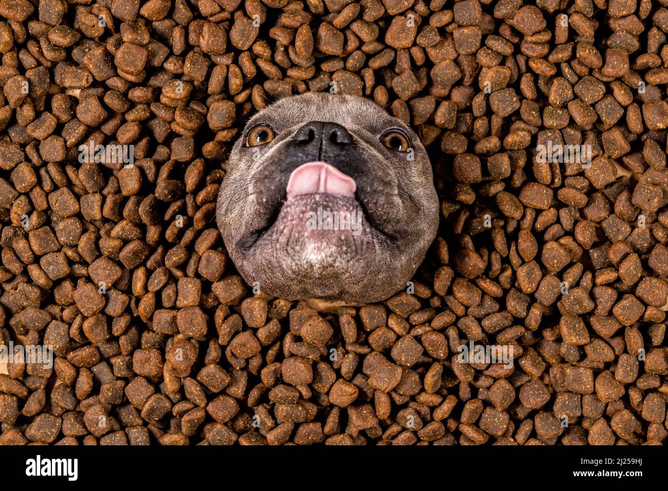 Happy French Bulldog swims in a sea of dog food - pedigree diet Stock Photo