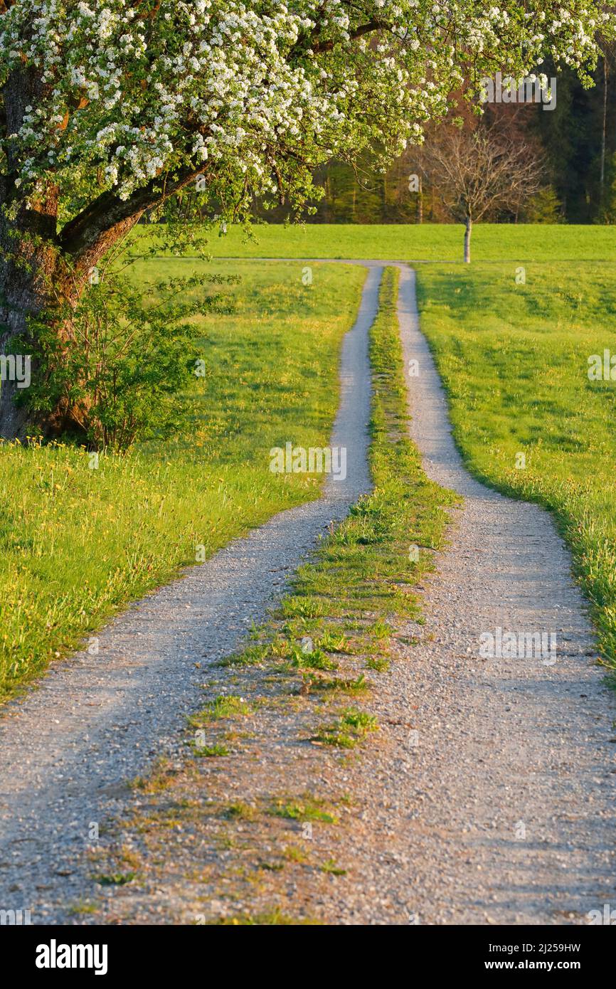 Field path in spring, lined with flower meadows and a blossoming fruit tree. Switzerland Stock Photo