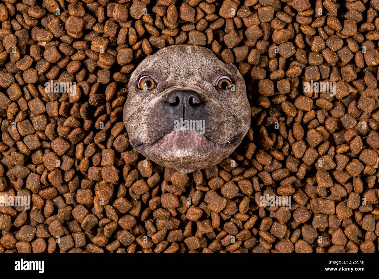 Happy French Bulldog swims in a sea of dog food - pedigree diet Stock Photo