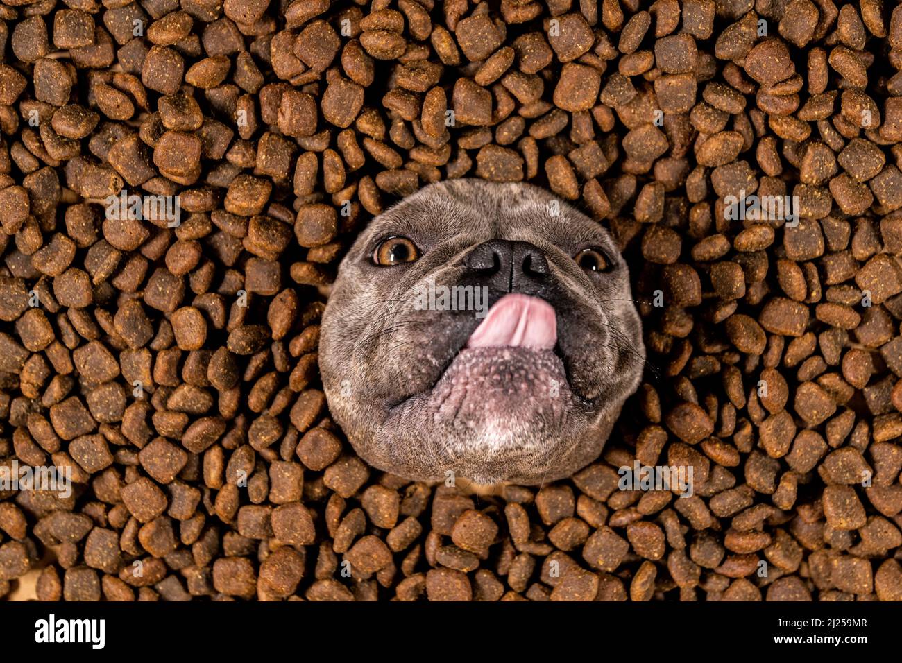 Happy French Bulldog swims in a sea of dog food - pedigree diet Stock Photo