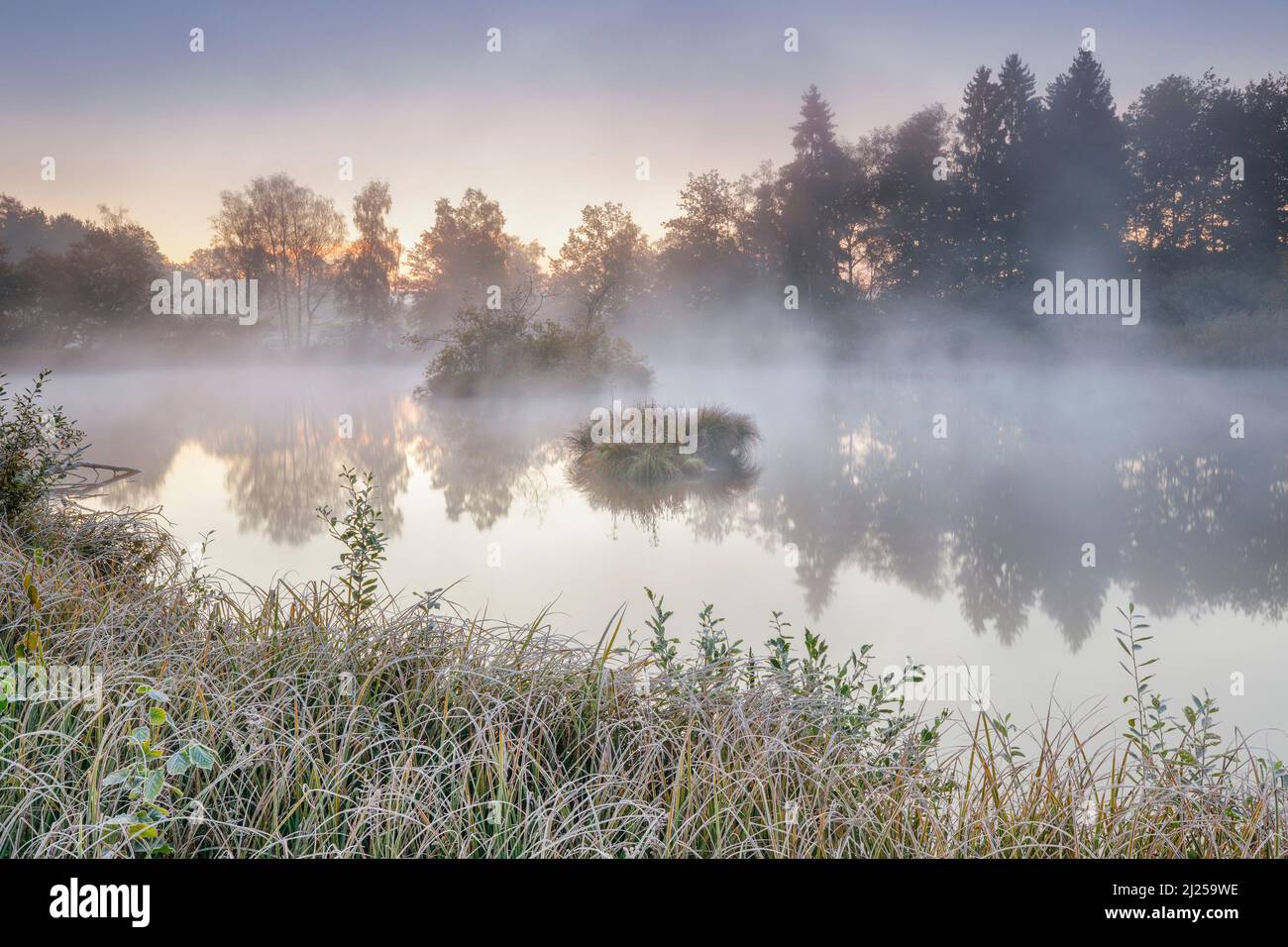 Autumnal morning atmosphere at pond in nature reserve Wildert in Illna. Hoarfrost covers the vegetation in the foreground as well as on the islands and wafts of mist hover over the water, Canton Zurich, Switzerland Stock Photo