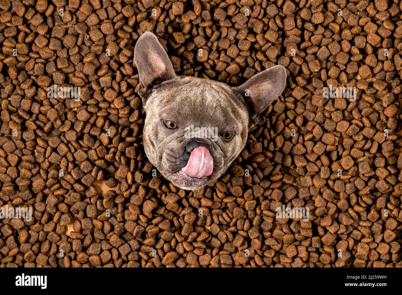 Happy French Bulldog swims in a sea of dog food - pedigree diet Stock Photo