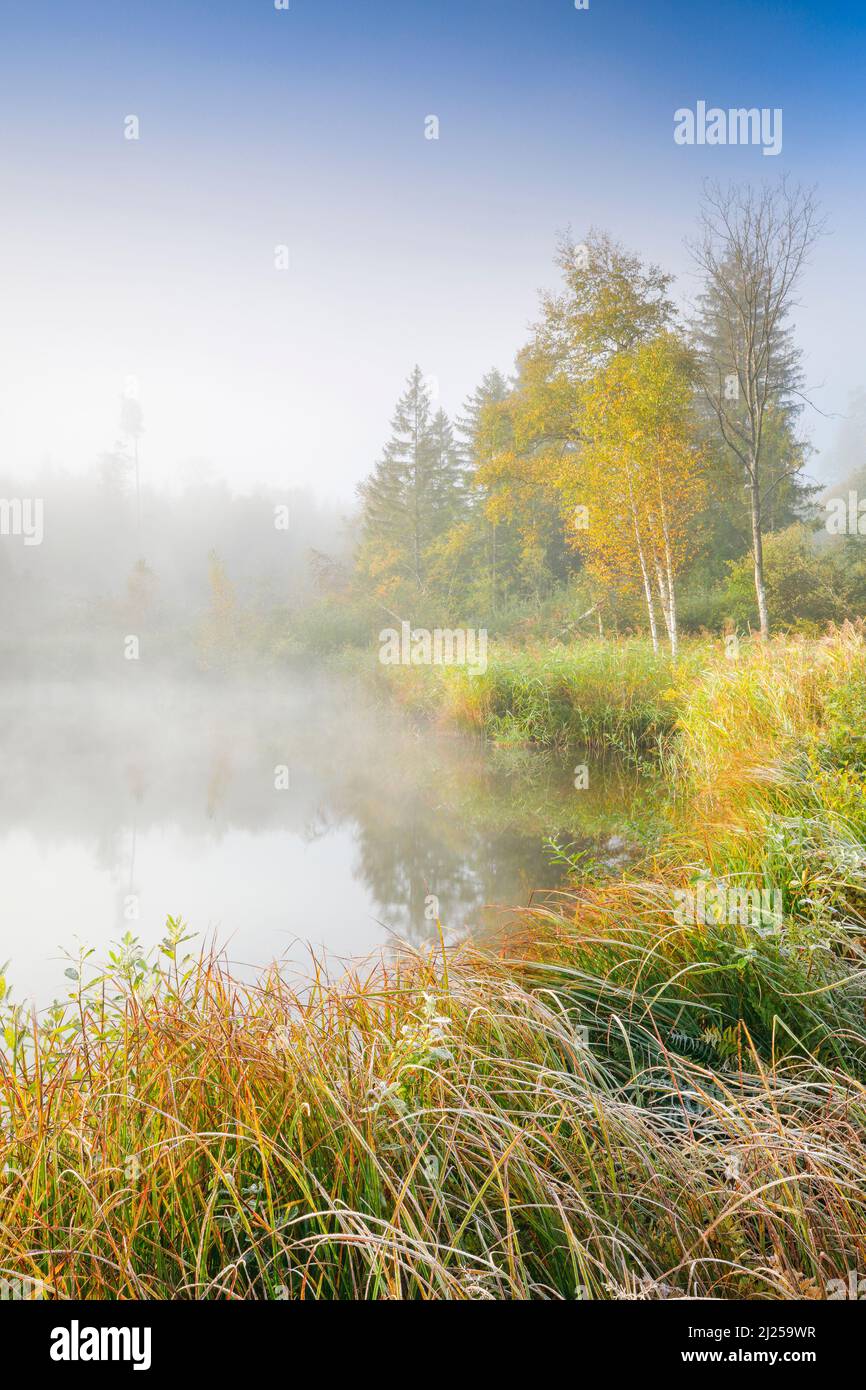 Autumnal morning atmosphere at pond in nature reserve Wildert in Illna. Hoarfrost covers the vegetation in the foreground and wafts of mist hover over the water, Canton Zurich, Switzerland Stock Photo