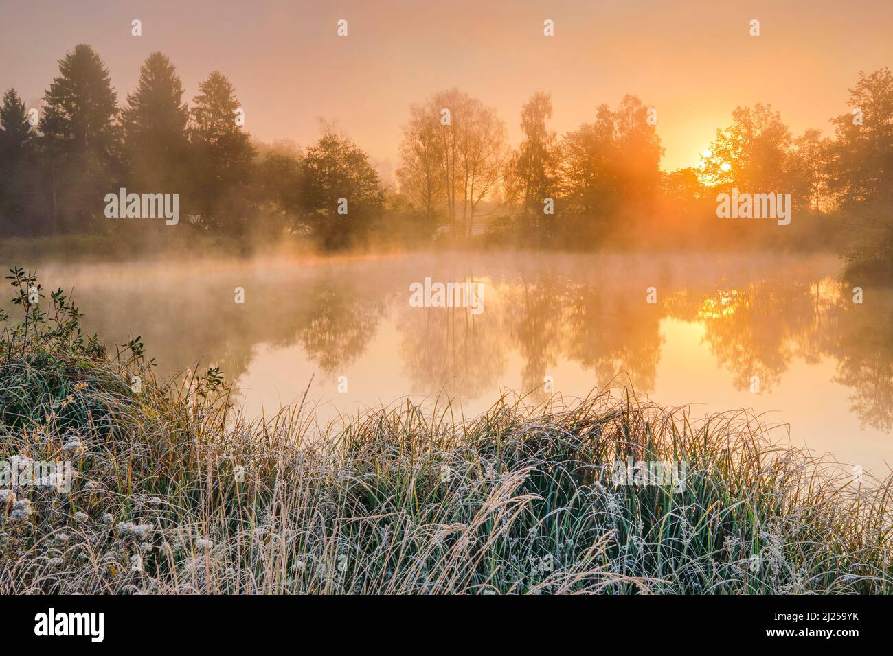 Autumnal morning mood at pond in nature reserve Wildert in Illnau. Hoarfrost covers the vegetation in the foreground as well as on the islands and clouds of fog hover over the water at sunrise, Canton Zurich, Switzerland Stock Photo