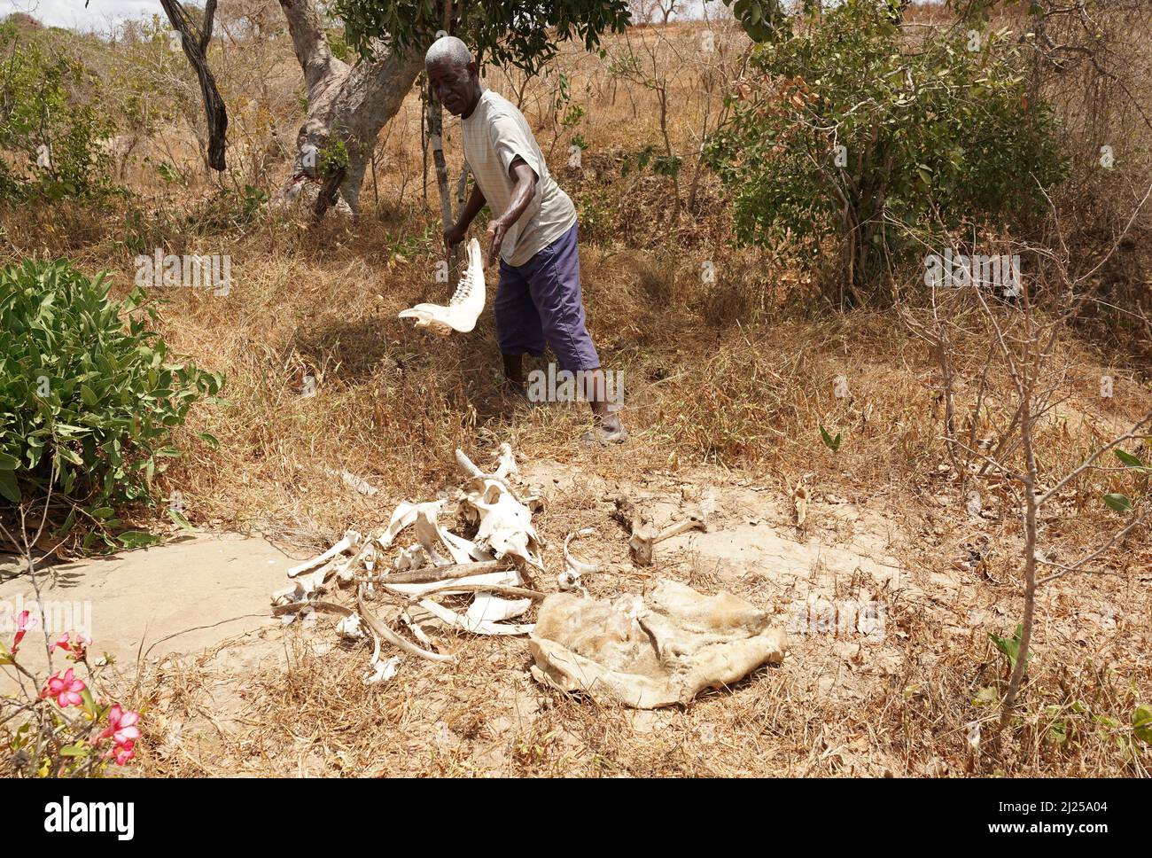 (220330) -- KILIFI, March 30, 2022 (Xinhua) -- Villager Eliud Karisa shows the remains of his dead cows in Kidemu sub-location in Kilifi County, Kenya, March 23, 2022. Scattered on the five-acre farm in Bandari village, Kidemu sub-location in Kenya's coastal Kilifi County, were withered maize crops. Adam Ndamunga, an officer with Kenya National Drought Management Authority (NDMA) in Kilifi, said the drought situation in the region started in August 2021 and has been progressing due to inadequate rains. The United Nations relief agency said the Horn of Africa is experiencing one of its w Stock Photo