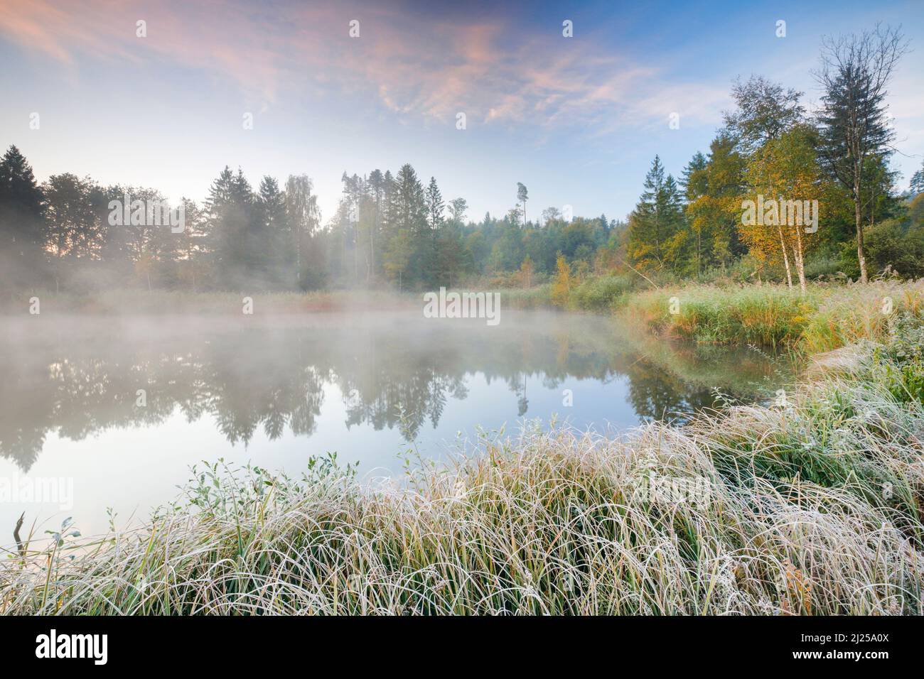 Autumnal morning mood at pond in nature reserve Wildert in Illnau. Hoarfrost covers vegetation in the foreground and fog hovers over the water. Canton Zurich, Switzerland Stock Photo
