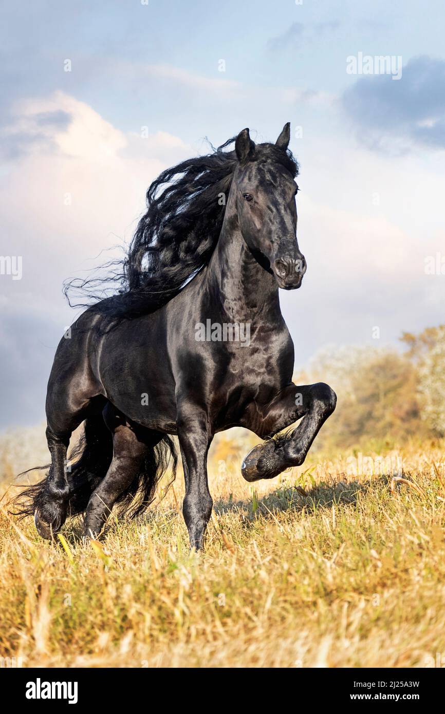 Friesian Horse. Stallion trotting on a stubble field. Italy Stock Photo
