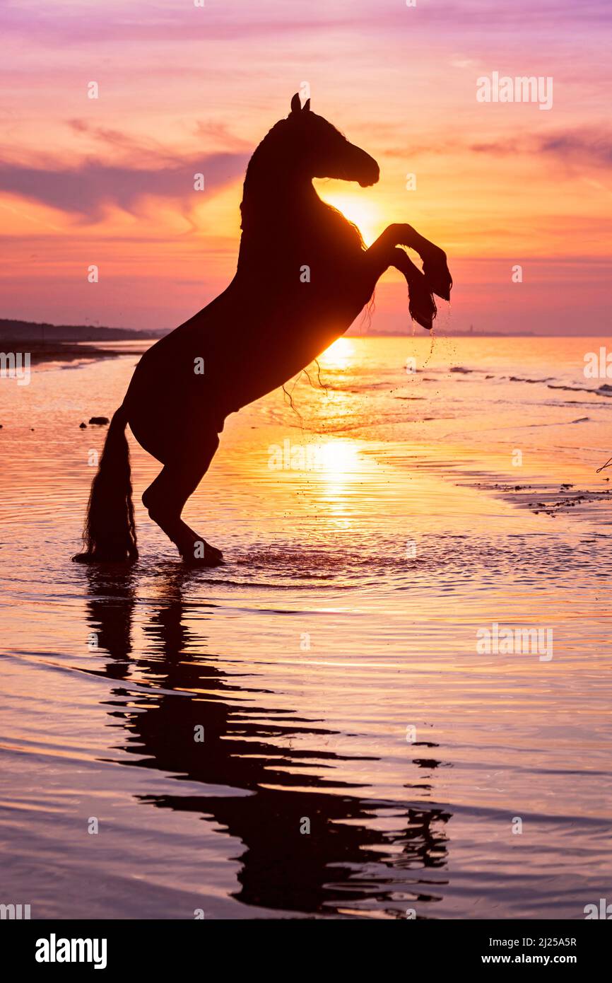 Friesian Horse. Stallion rearing in the sea, silhouetted against the evening sky. Italy Stock Photo