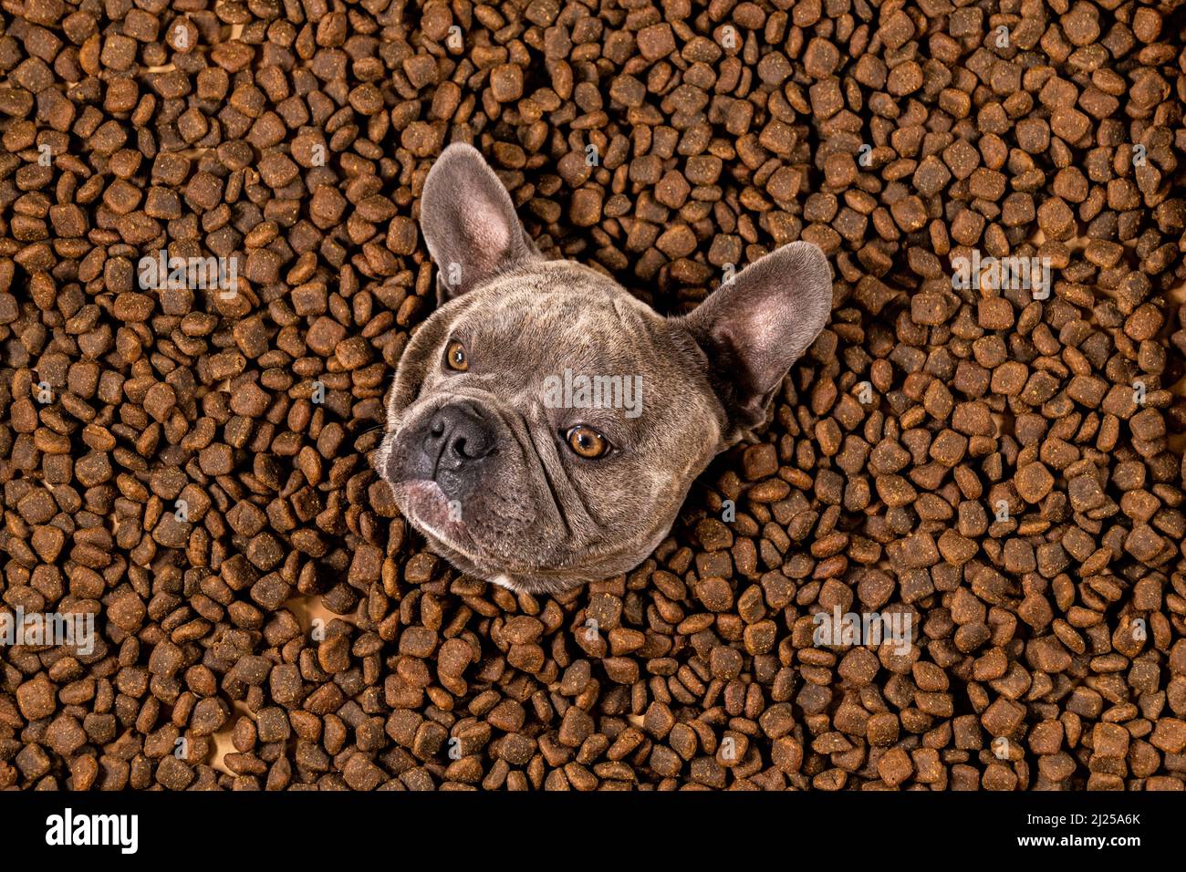 Happy French Bulldog swims in a sea of dog food - pedigree diet Stock Photo