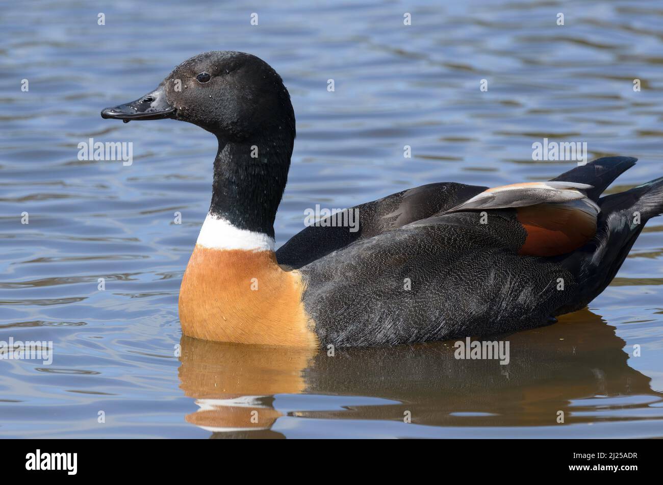A brightly coloured male Australian Shelduck swimming on the lake, looking for food Stock Photo