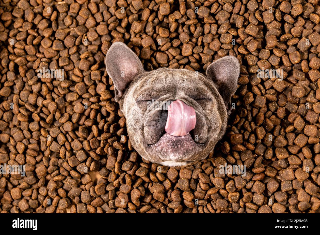 Happy French Bulldog swims in a sea of dog food - pedigree diet Stock Photo