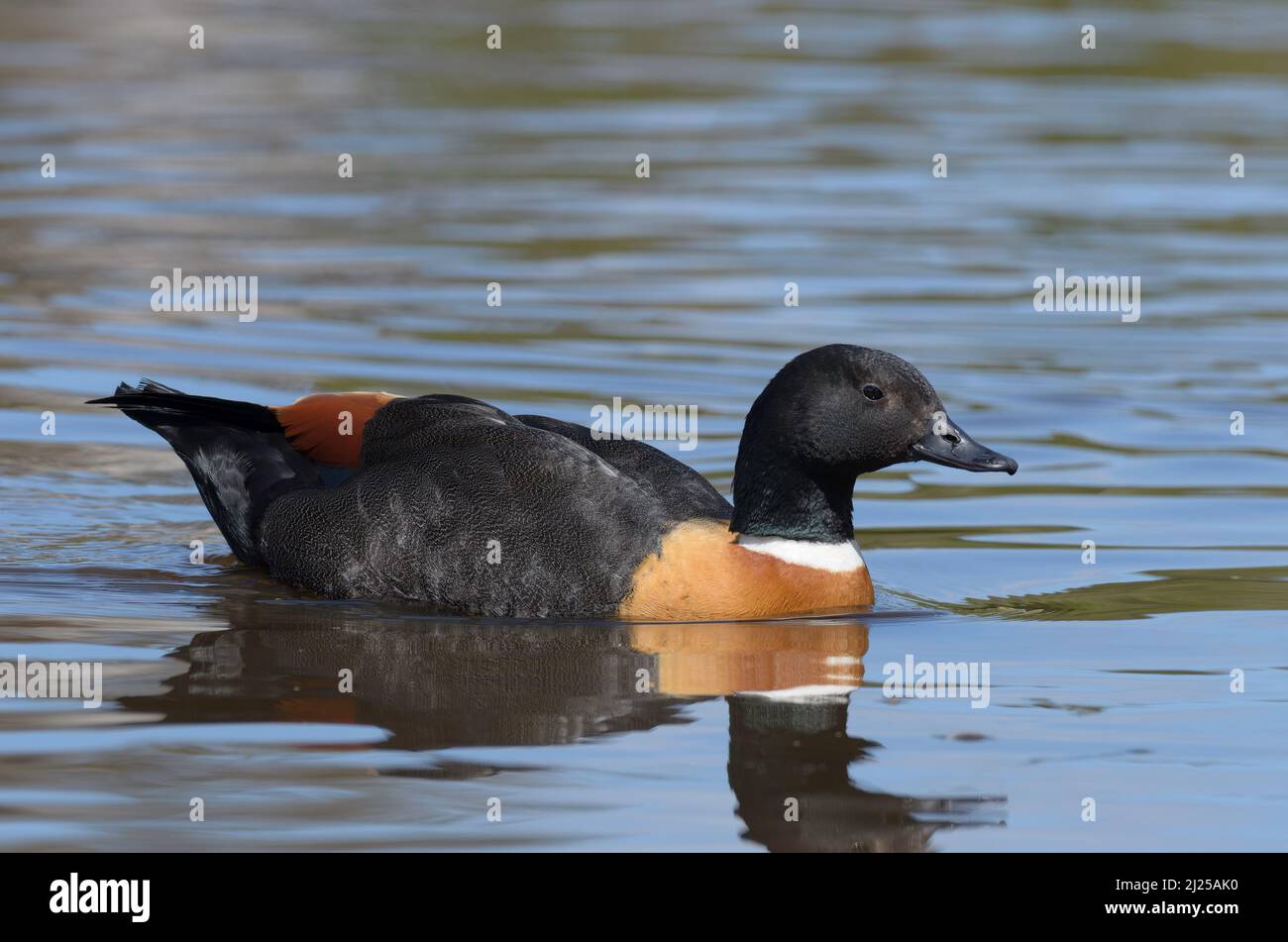 A brightly coloured male Australian Shelduck swimming on the lake, looking for food Stock Photo