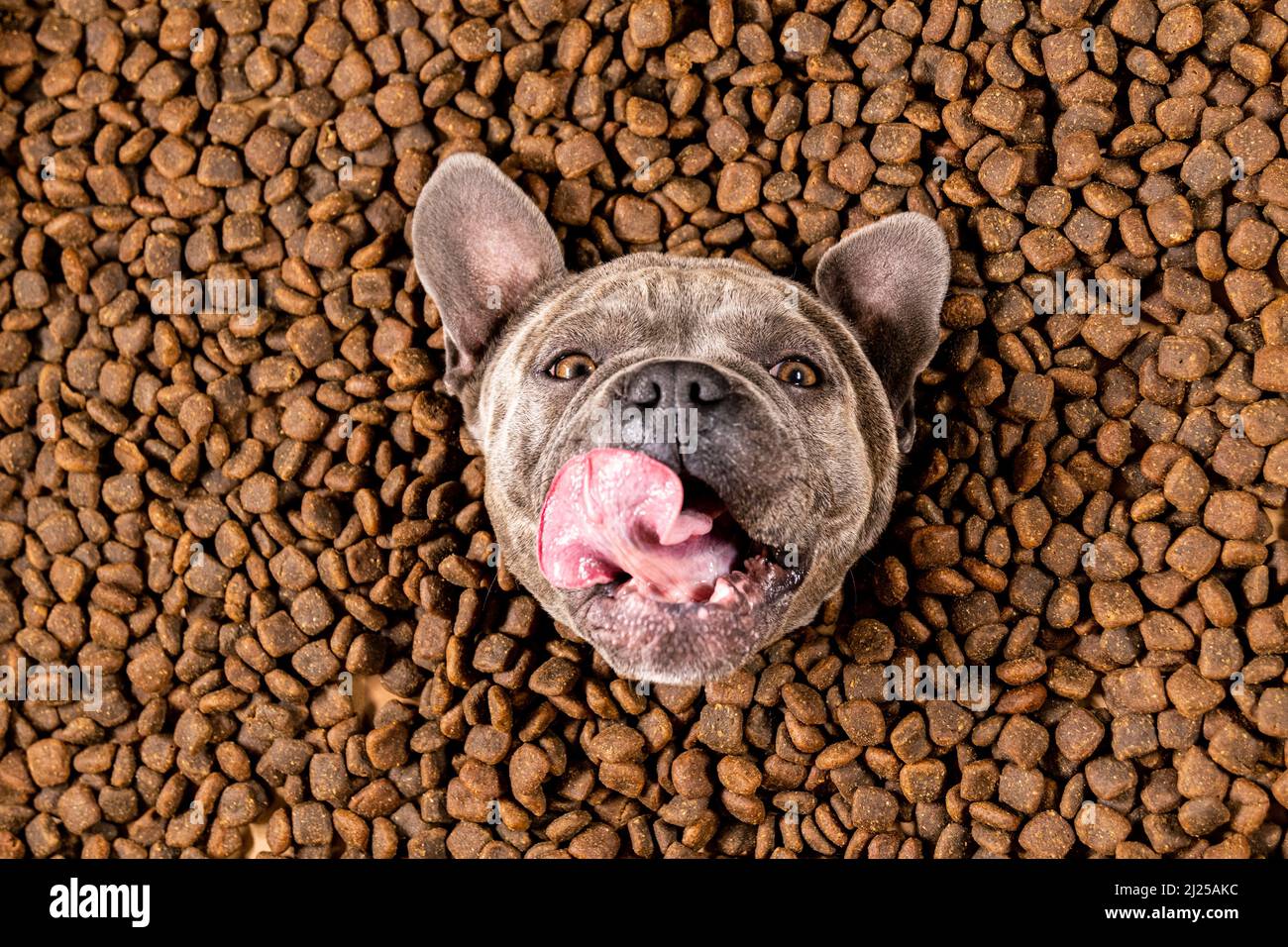 Happy French Bulldog swims in a sea of dog food - pedigree diet Stock Photo