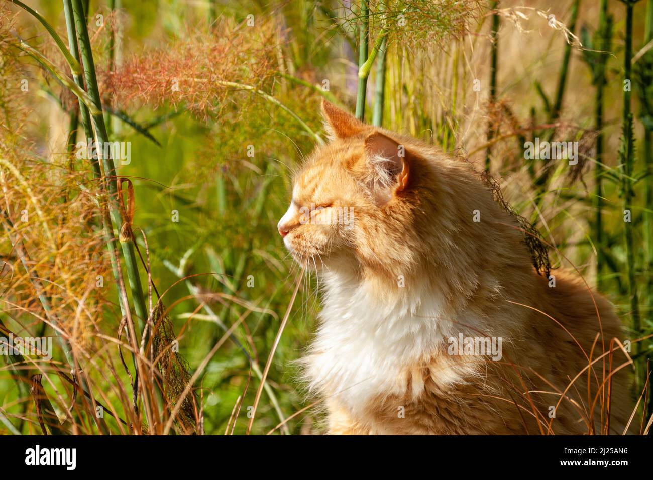 A beautiful ginger and white cat enjoying the summer heat in a Scottish Garden. Stock Photo
