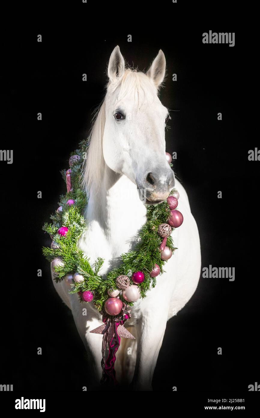 Lipizzan. Portrait of a grey horse wearing a Christmas wreath against black background Stock Photo