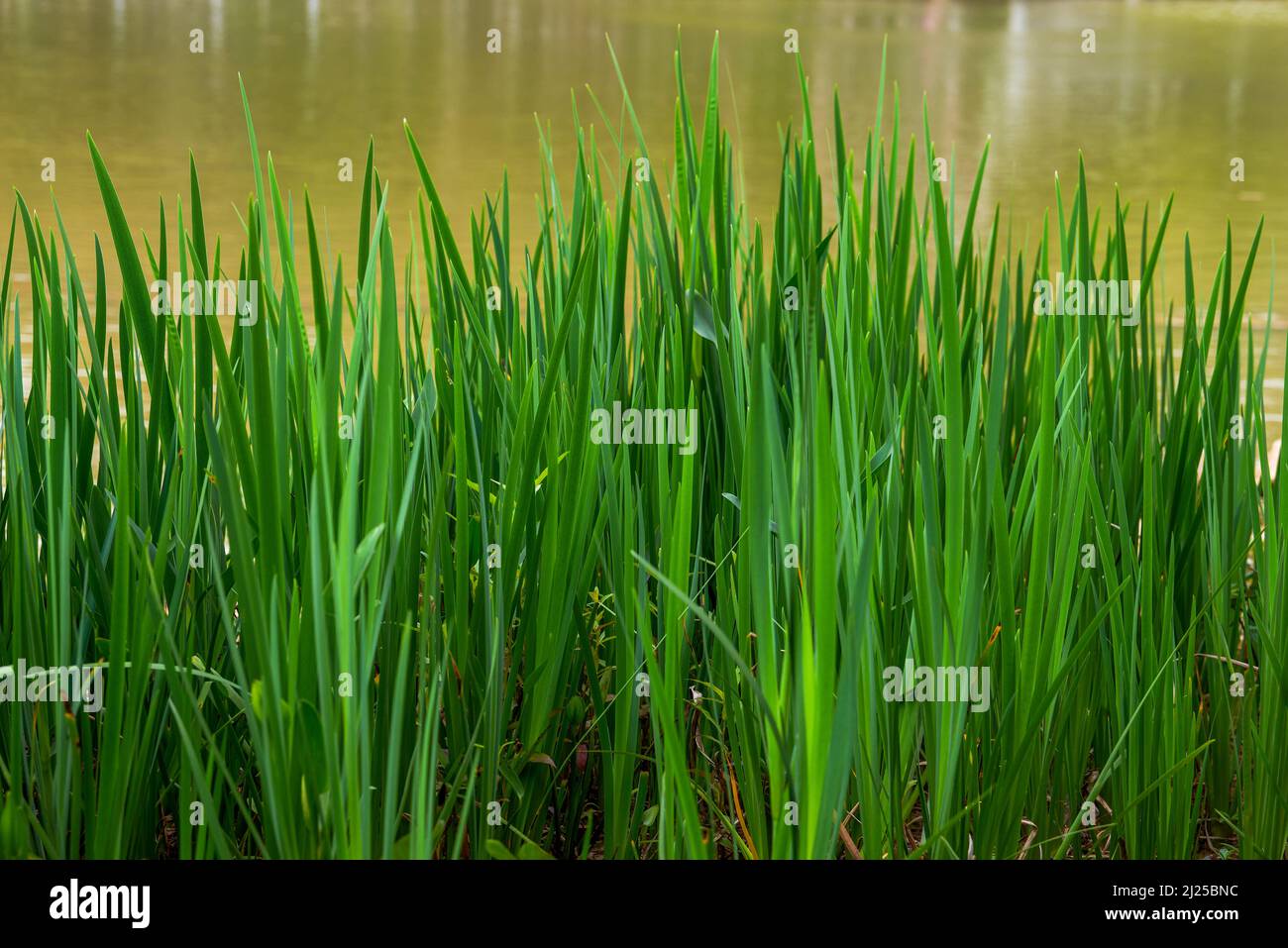 Tall aquatic grass growing hi-res stock photography and images - Alamy