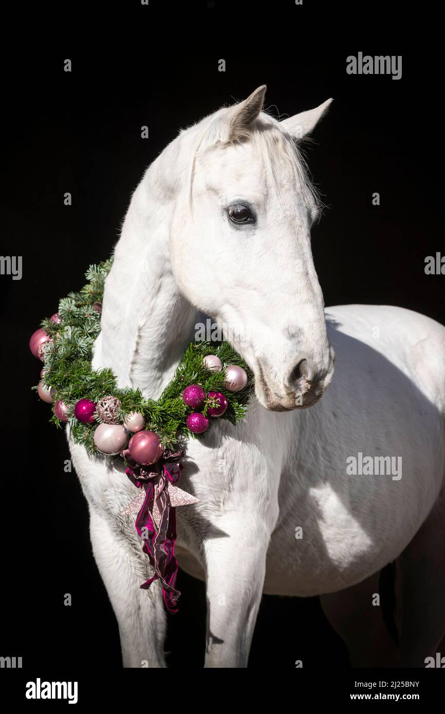 Lipizzan. Portrait of a grey horse wearing a Christmas wreath against black background Stock Photo