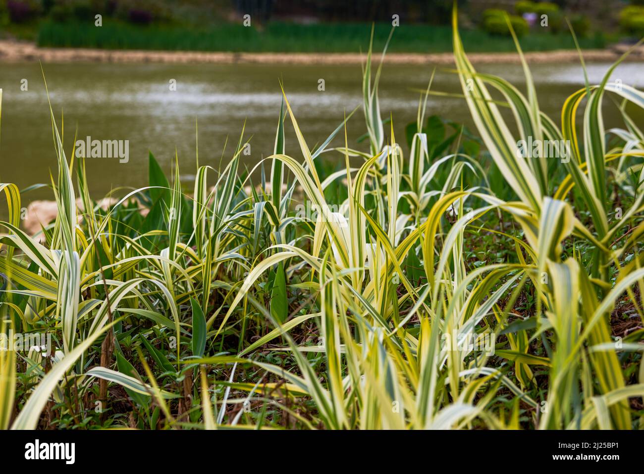 Ferns bamboo in background hi-res stock photography and images - Alamy