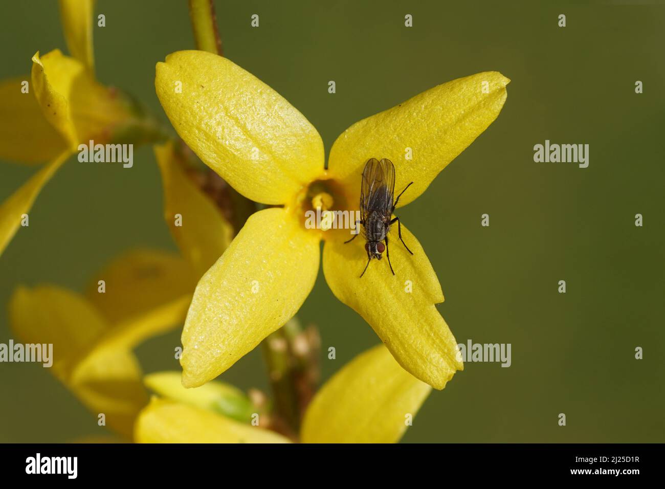 Close up yellow Easter tree or Forsythia flowers. Olive family, Oleaceae. With a small Root-maggot fly (Anthomyiidae) Faded Dutch garden. March, Stock Photo